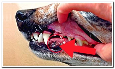 oral malignant melanoma in dogs